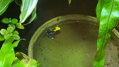 Kleiner schwarz-gelber Frosch in einem Terrarium