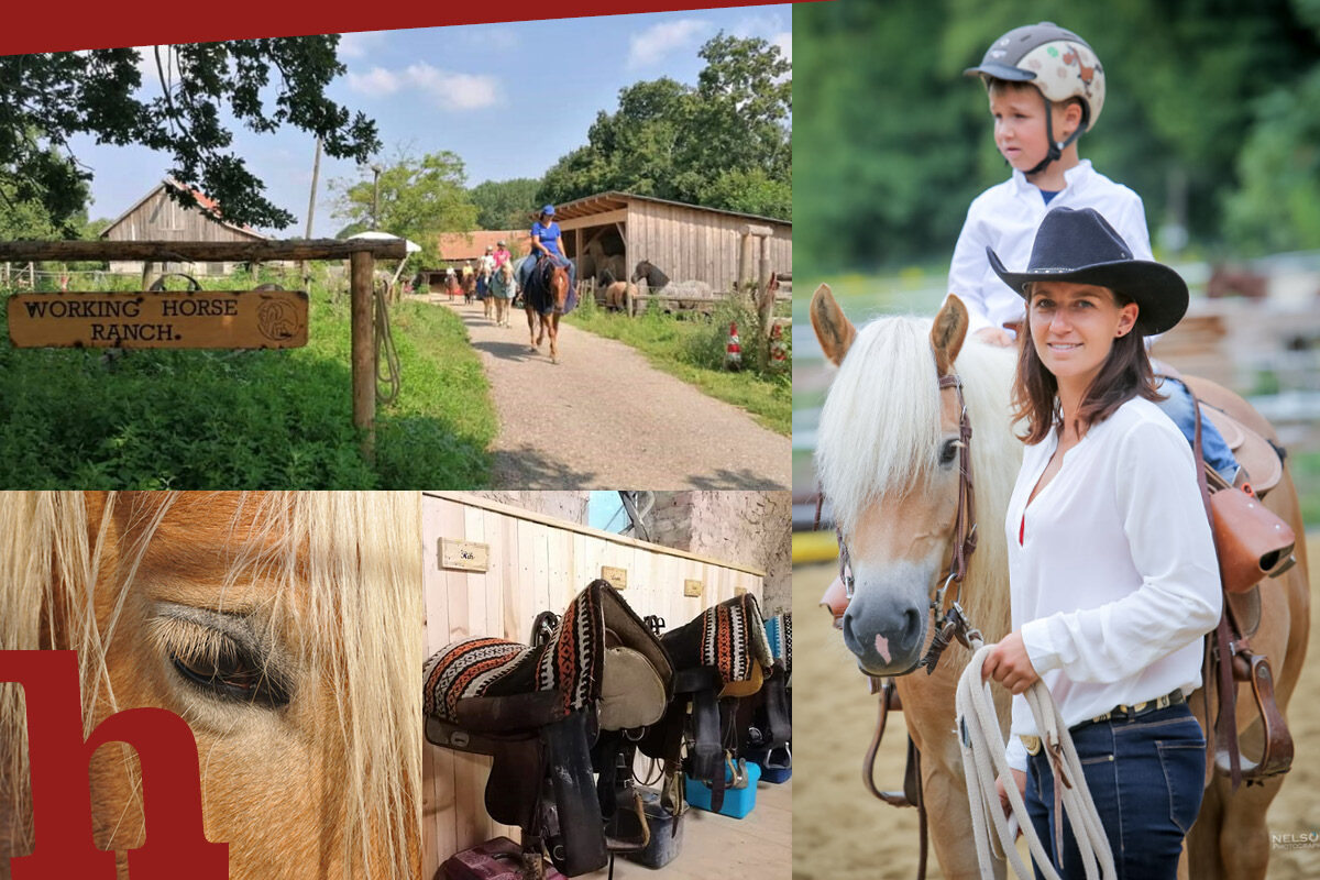 Westernreiten in Niederösterreich: Wo das am besten geht