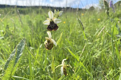 Blume in der Wiese