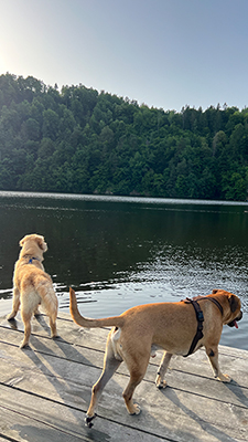 Zwei Hunde stehen auf einem Steg mit Blick auf den See