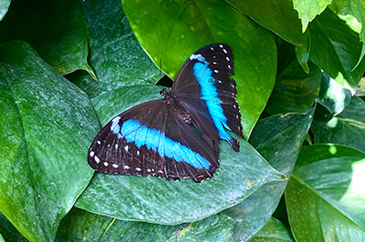 Blauer Schmetterling mit beschädigtem Flügel
