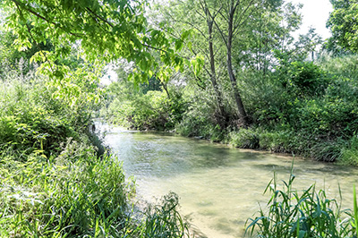 Wasser, Pflanzen, Bäume