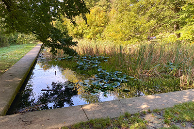 zugewachsener Teich und Bäume