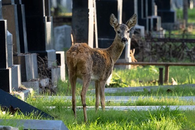 Reh am Wiener Zentralfriedhof 