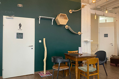 grüne Wand, Cafétisch, Katzenkletterwand