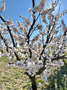 Marillenblüte in der Wachau