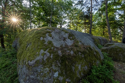 Die von Moos bewachsenen Granitfelsen und Wackelsteine in der Blockheide Gmünd im Gegenlicht der Morgensonne