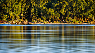 Donau mit Waldufer