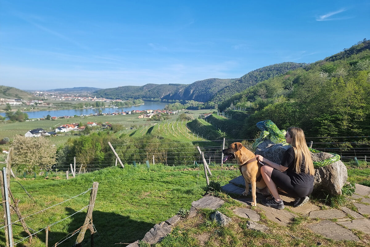 Smaragdeidechse Wanderung in Rossatz – Topblick auf Dürnstein