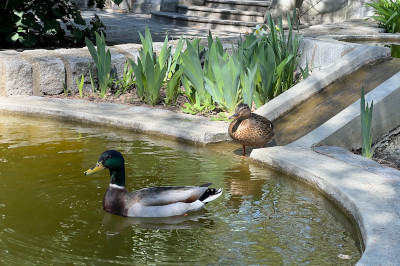 Erpel und Ente auf dem Wasser
