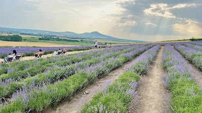 Lange Reihen von Lavendelstauden, davor sitzen einige Menschen in Liegestühlen und blicken in die Ferne auf sanfte Hügel.