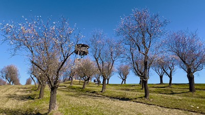 Zahlreiche Mandelbäume, in Reihen gesetzt, teilweise schon blühend, dahinter ein Aussichtsturm aus Holz.