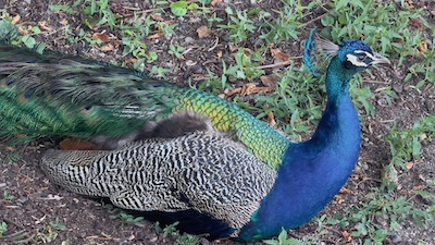 Ein Pfau. In der Wiese liegend. Mit blauem Kopf und Hals.
