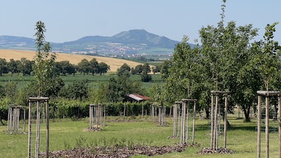 Einige junge, noch von Holzstangen geschützte Obstbäume stehen uf einer Wiese, dahinter eine Bergkuppe.