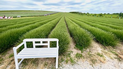 Eine weiße Bank vor einem Lavendelfeld, das bis zum Horizont reicht. Die Lavendelblüten haben sich noch nicht geöffnet. 