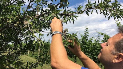 Ein Mann erntet reife Mandeln vom Ast eines Mandelbaums, der in einem Obstgarten steht.