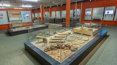 Mammutknochen im MAMUZ Museum Mistelbach