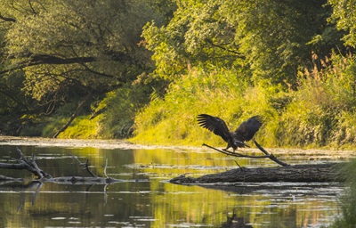 Seeadler sitzt auf einem Ast in den Donau-Auen