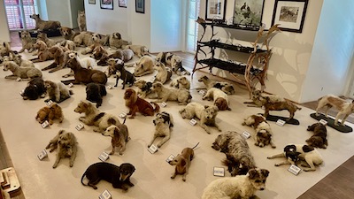 Nahezu fünfzig ausgestopfte, präparierte Hunde verschiener Rassen. All im Liegen präpariert.