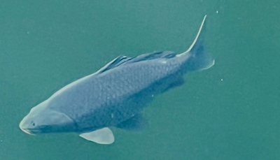 Ein Bauernkapfen, eine Karausche (Carassius carassius), schwimmt im Wasser.