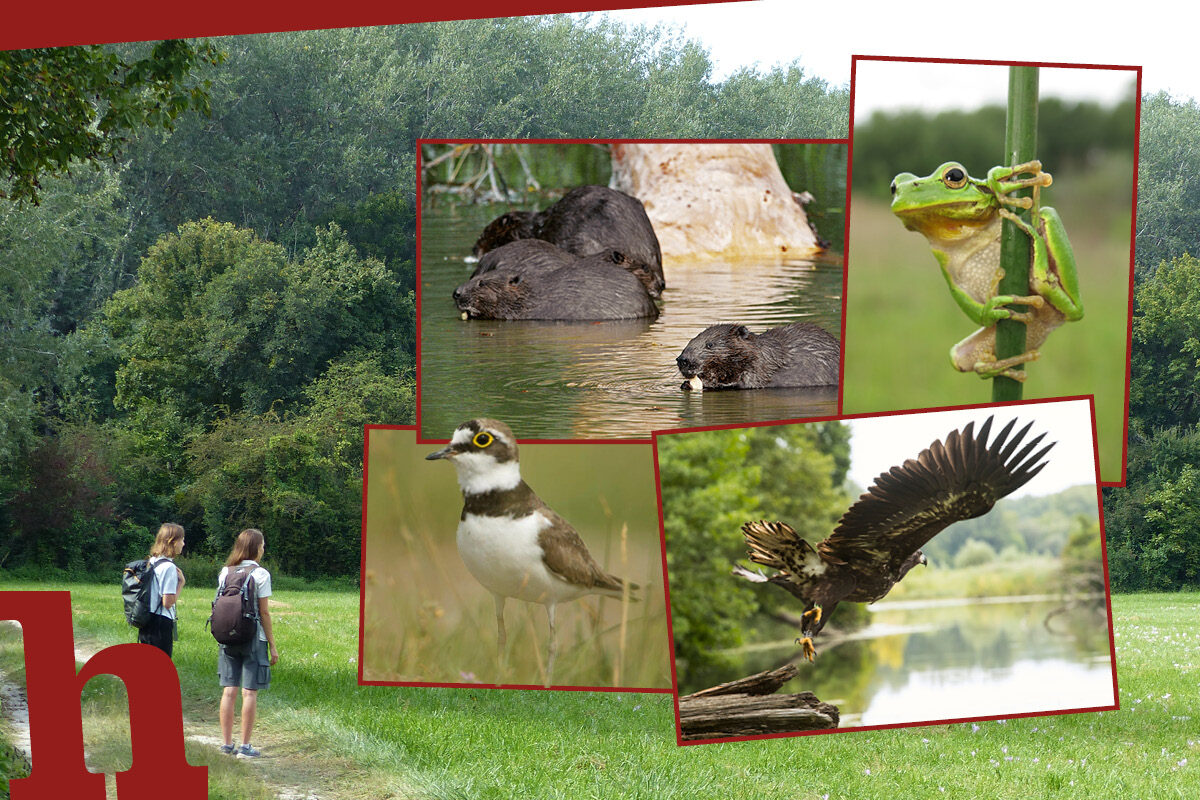 Donau-Auen-Wanderung mit persönlichem Ranger gewinnen!