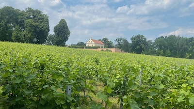 Ein abschüssiger junger Weingarten, dahiner ein kleines Herrenhaus