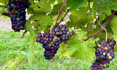 Blaue Weinreben auf einem Weinstock.