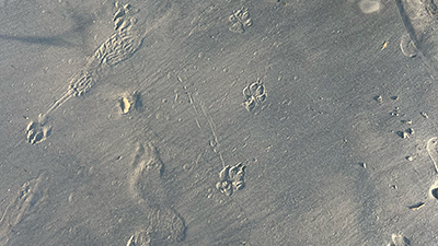 Pfoten- und Fußspuren im Sand
