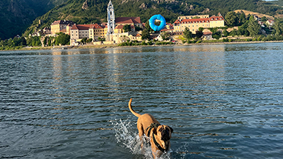 Hund in der Donau, im Hintergrund Kirchturm von Dürnstein