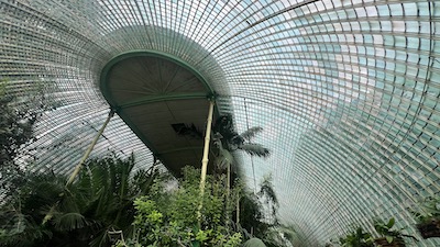 Blick in die Decke eines Palmenhauses der ersten Hälfte des 19. Jahrhunderts.