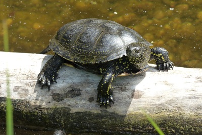 Europäische Sumpfschildkröte auf der Schlossinsel Orth auf einen Baumstamm in der Sonne.