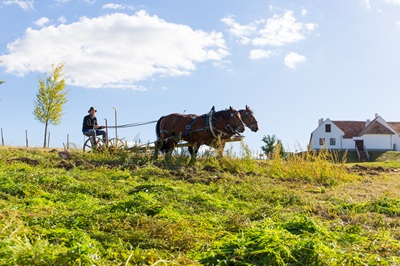 Mann auf Pflug mit zwei Pferden vorgespannt.