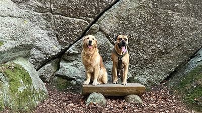 Zwei große Hunde sitzen vor einer Felsenwand.