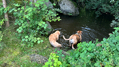 Zwei große Hunde gehen vorsichtig ins Wasser