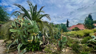 Hohe Kakteen und Palmen in einem Botanischen Garten.