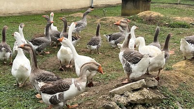 Eine Schar von Hausgänsen, weiß und grau.