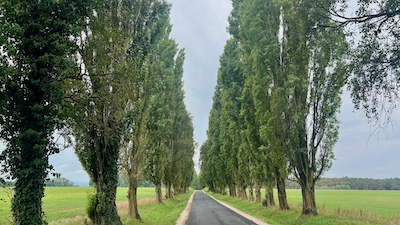 Eine lange Pappelallee in flacher Landschaft.