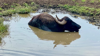 Ein schwarzer Wasserbüffel steht zur Hälfte im Wasser eines Schlammlochs.