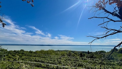 Blick über Weingärten auf einen langgezogenen See unter strahlend blauem Himmel beim Badacsony