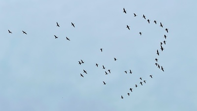 Eine Schwarm von Wildgänsen am Himmel.