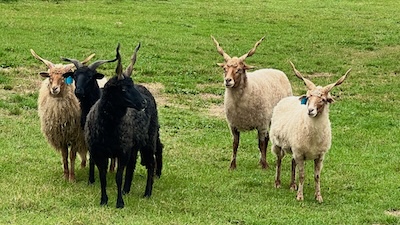 Mehrere Zackelschafe, weiß und schwarz, auf einer grünen Wiese.