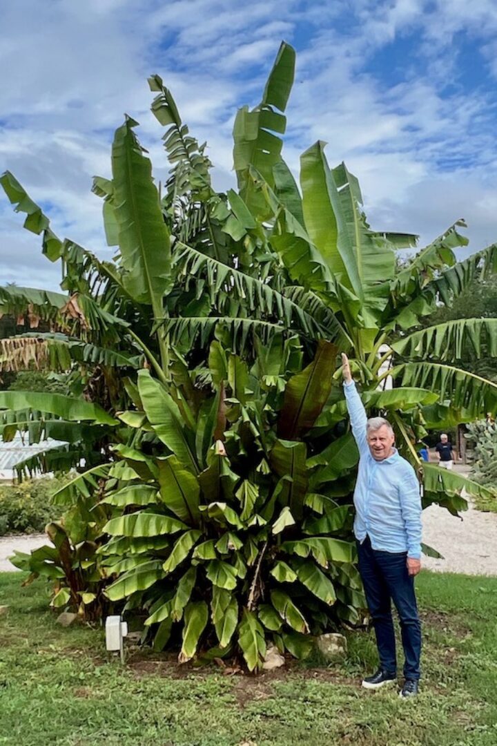 Hévíz und West-Balaton: Weltgrößter Thermalsee und tropisches Flair 