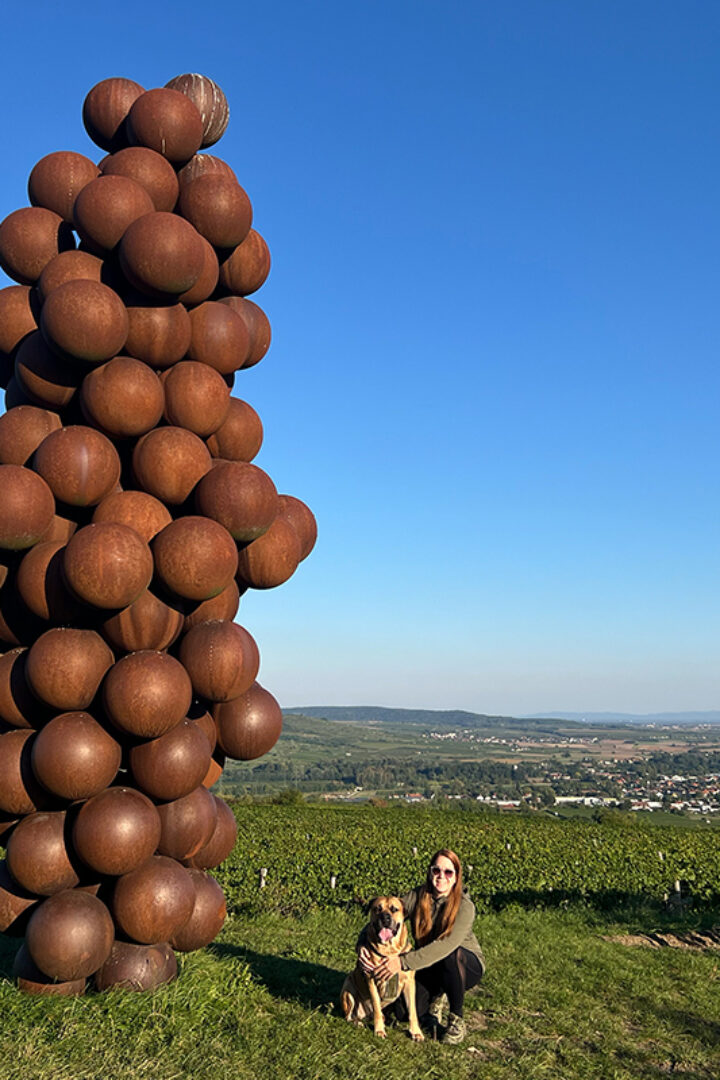Weinweg Langenlois: Panorama, Kunst & Weinreben