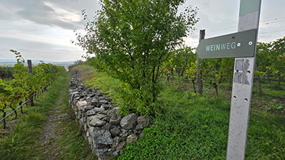Wegweiser Weinweg mit grünen Weingärten im Hintergrund
