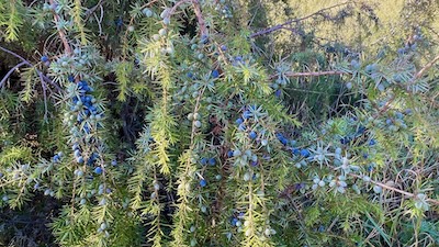 Wacholderbeeren in einem Wacholderstrauch.