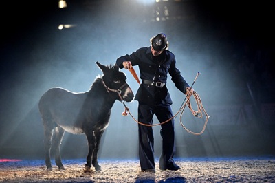 Man mit altem englischen Polizistenkostüm führt einen Esel an der Leine und lockt ihn mit einer Karotte in der Pferdeshow "Der Zaubermantel."