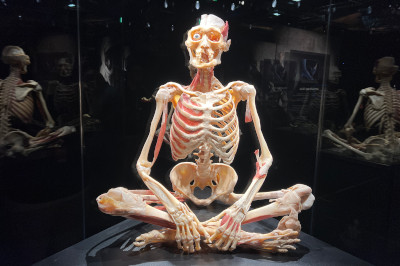 skelett sitzend bei Körperwelten Ausstellung