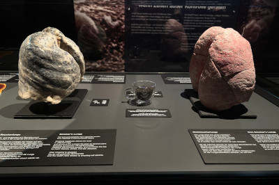 Raucher und Nichtraucherlunge bei Körperwelten Ausstellung