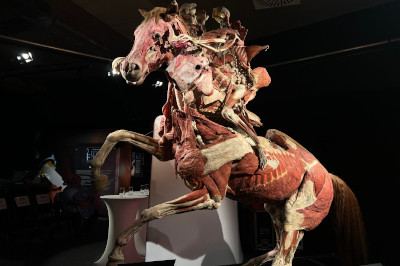 pferd mit Reiter plastinat bei Körperwelten Ausstellung