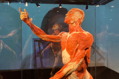 menschliches plastinat zeigt nach oben bei Körperwelten Ausstellung